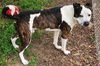 adoptable Dog in Decatur, IL named DOC HUDSON