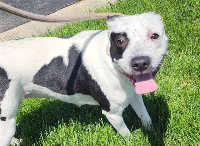 adoptable Dog in Decatur, IL named ORANGE BLOSSOM