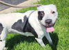 adoptable Dog in Decatur, IL named ORANGE BLOSSOM
