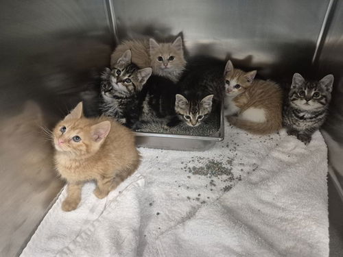 picture of the cat needing adoption