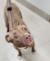 adoptable Dog in Decatur, IL named SCOTCHED EGG