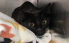 adoptable Cat in Decatur, IL named KATE