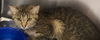adoptable Cat in Decatur, IL named QUOKKA