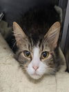 adoptable Cat in Decatur, IL named SHEILA