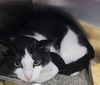 adoptable Cat in Decatur, IL named LEROY