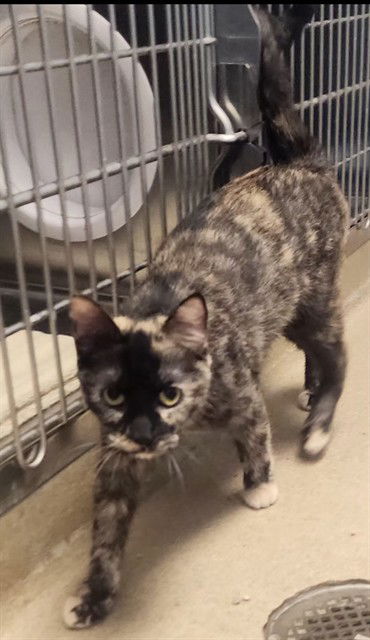 adoptable Cat in Decatur, IL named MADELINE