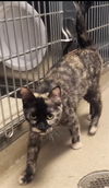 adoptable Cat in Decatur, IL named MADELINE