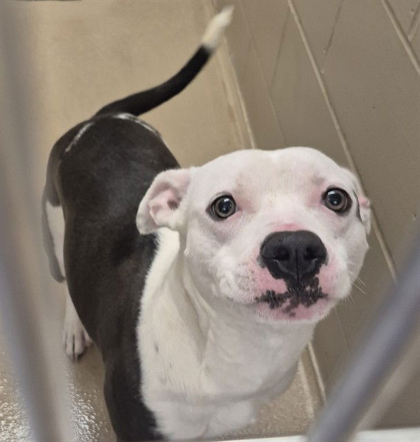 adoptable Dog in Decatur, IL named POCAHONTAS