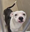 adoptable Dog in Decatur, IL named POCAHONTAS