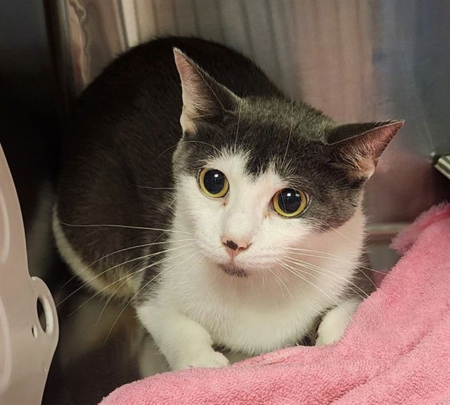 adoptable Cat in Decatur, IL named BUTTERCUP