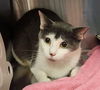 adoptable Cat in Decatur, IL named BUTTERCUP