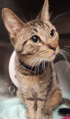 adoptable Cat in Decatur, IL named PUMBAA