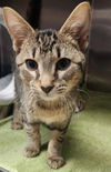 adoptable Cat in Decatur, IL named TIMON