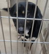 adoptable Dog in Decatur, IL named COSMIC CRISP