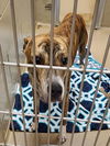 adoptable Dog in Decatur, IL named MR. PENNY BAGS