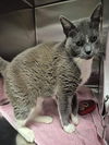 adoptable Cat in Decatur, IL named KELLY