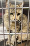 adoptable Cat in Decatur, IL named MARY-BETH
