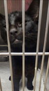adoptable Cat in Decatur, IL named BELLE
