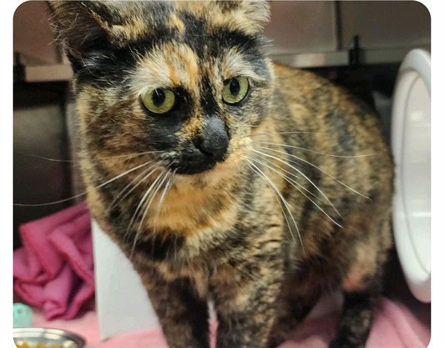 adoptable Cat in Decatur, IL named MARLENE