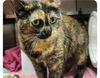 adoptable Cat in Decatur, IL named MARLENE