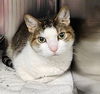 adoptable Cat in Decatur, IL named SASSY