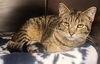 adoptable Cat in Decatur, IL named MALCOLM
