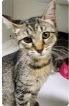adoptable Cat in Decatur, IL named MICROBIOLOGY