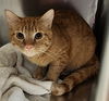 adoptable Cat in Decatur, IL named LOUIS ARMSTRONG