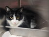 adoptable Cat in , IL named ETTA JAMES