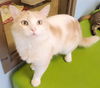 adoptable Cat in  named NAT KING COLE