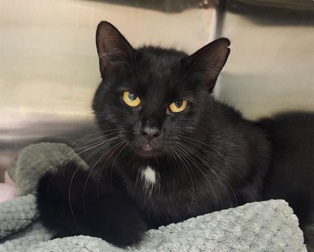 adoptable Cat in Decatur, IL named ARETHA FRANKLIN