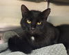 adoptable Cat in Decatur, IL named ARETHA FRANKLIN
