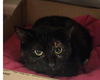adoptable Cat in Decatur, IL named CATHERINE RUSSELL