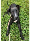 adoptable Dog in Decatur, IL named LJ