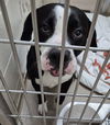 adoptable Dog in Decatur, IL named SUSIE SUNSHINE