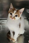 adoptable Cat in Decatur, IL named NOT DERP