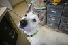 adoptable Dog in Decatur, IL named PARKER