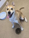 adoptable Dog in Decatur, IL named BIRTHDAY CAKE