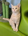 adoptable Cat in Decatur, IL named DEAN MARTIN