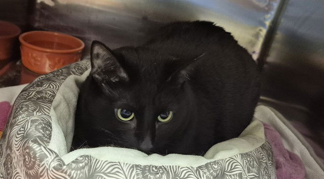 adoptable Cat in Decatur, IL named LUNA