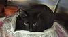 adoptable Cat in Decatur, IL named LUNA
