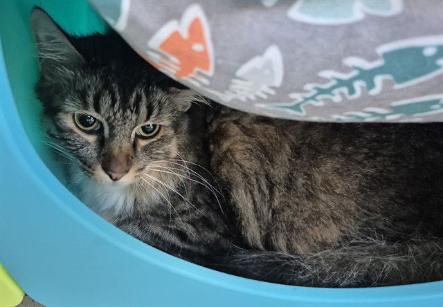 adoptable Cat in Decatur, IL named BOB