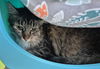 adoptable Cat in  named BOB