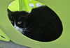 adoptable Cat in Decatur, IL named JERRY