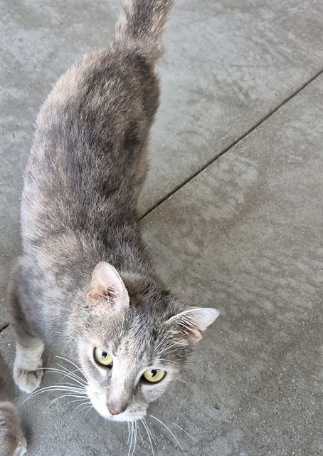 adoptable Cat in Decatur, IL named DRUSILLA