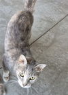 adoptable Cat in Decatur, IL named DRUSILLA
