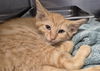 adoptable Cat in Decatur, IL named WAR MONGER