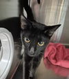 adoptable Cat in Decatur, IL named CATARINA