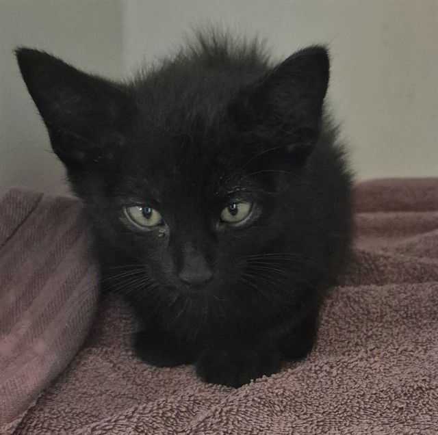 adoptable Cat in Decatur, IL named YORKSHIRE