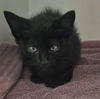 adoptable Cat in Decatur, IL named YORKSHIRE